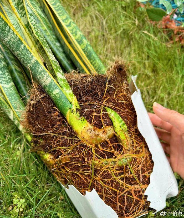 Cultivation methods