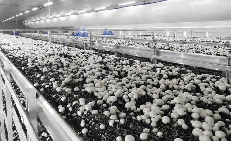 Telephone contact for mushroom cultivation - 100 degrees