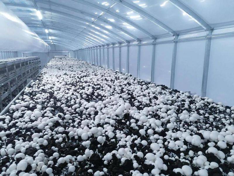 Telephone contact for mushroom cultivation - 100 degrees