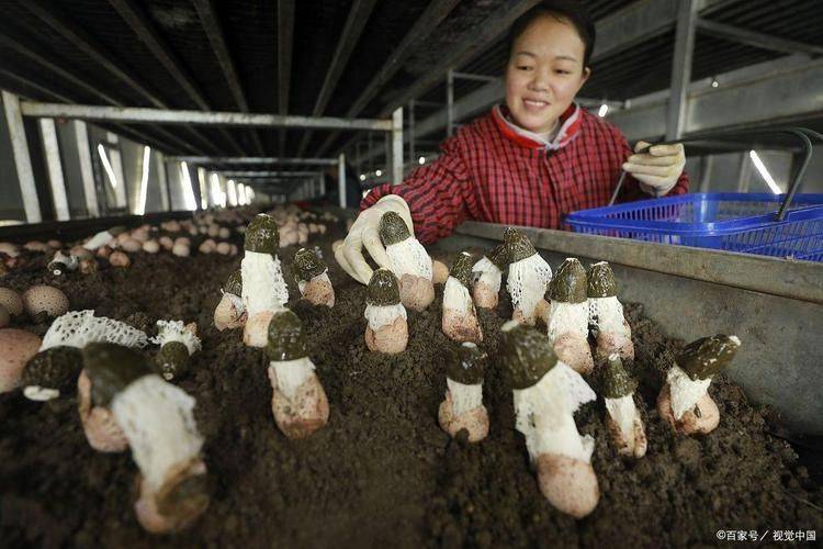Telephone contact for mushroom cultivation - 100 degrees