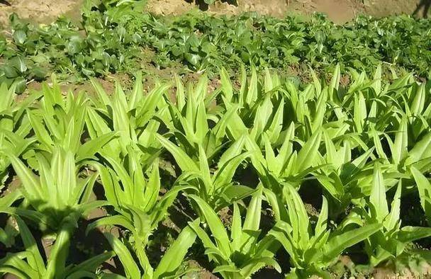 Agricultural techniques for wheat and wheat