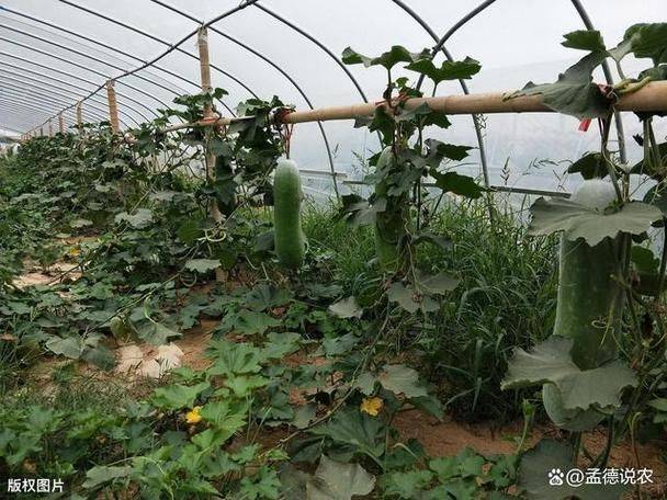 Cultivation methods and timing of winter melons