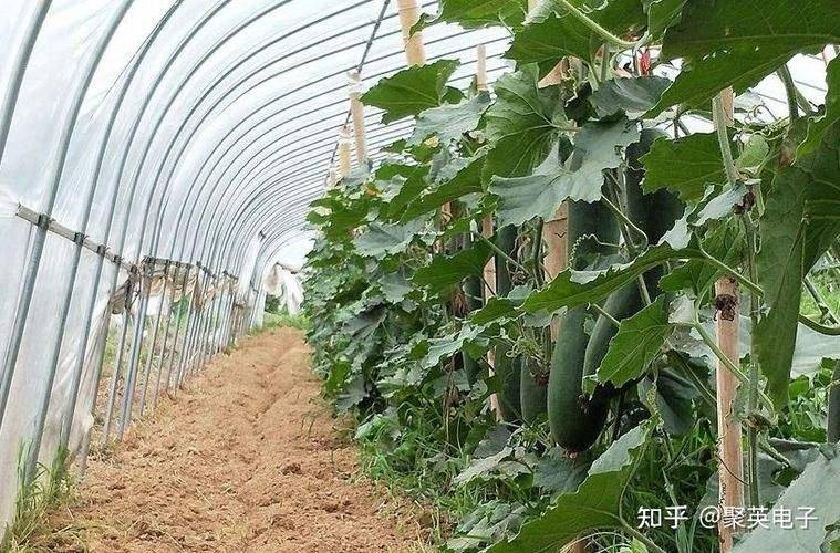 Cultivation methods and timing of winter melons