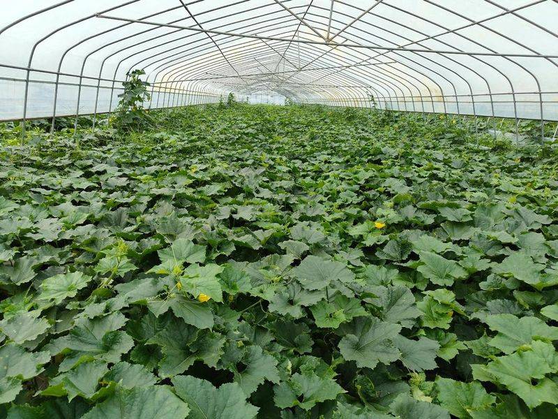 Cultivation methods and timing of winter melons