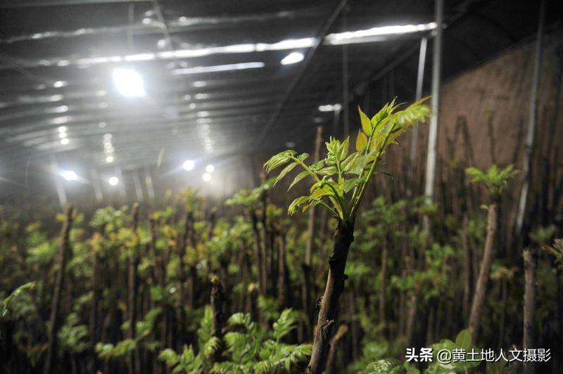 Plantation techniques