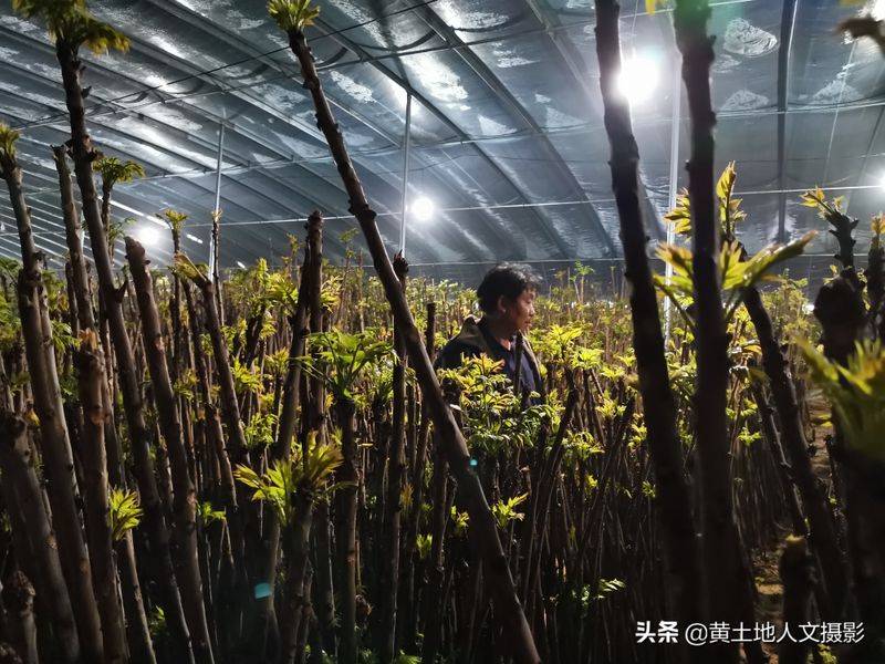 Plantation techniques