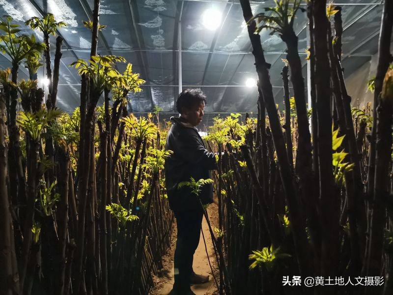 Plantation techniques