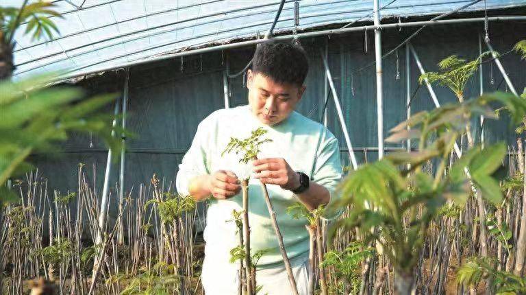 Plantation techniques