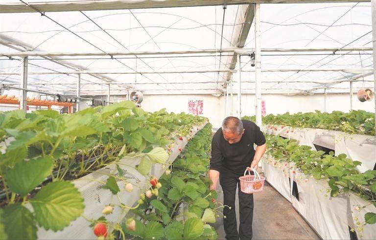 Plantation techniques