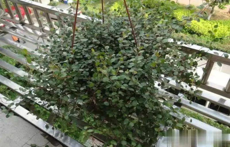 Cultivation methods
