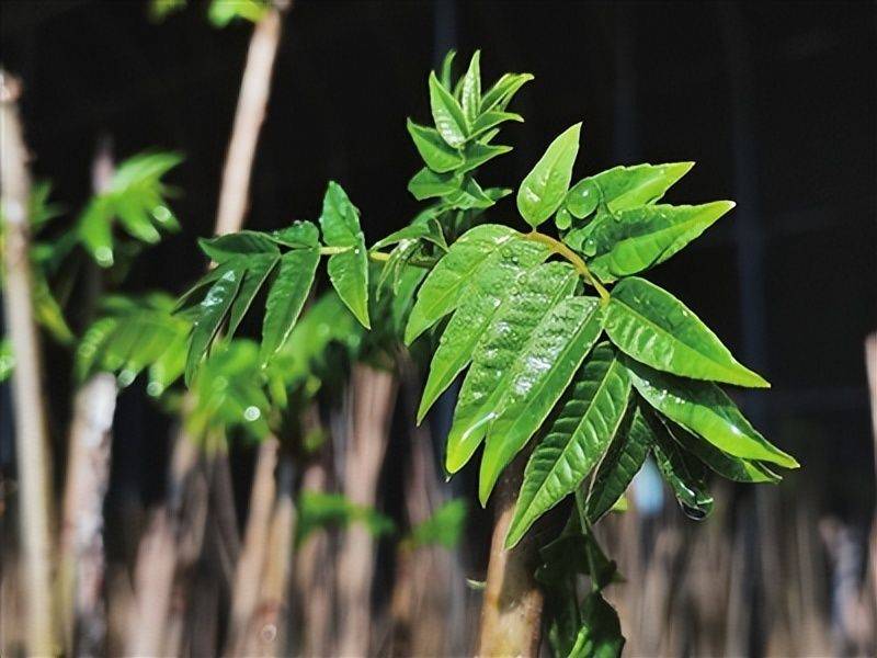 Plantation techniques