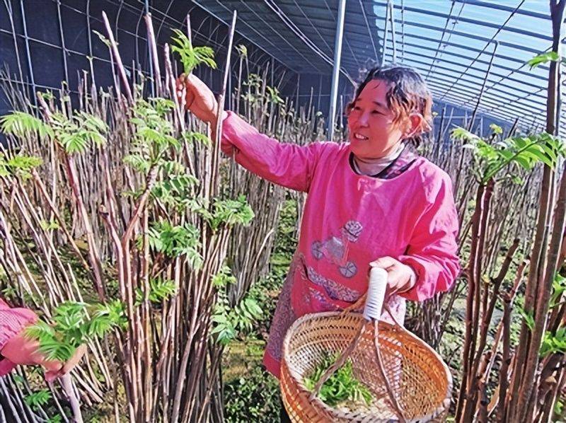 Plantation techniques