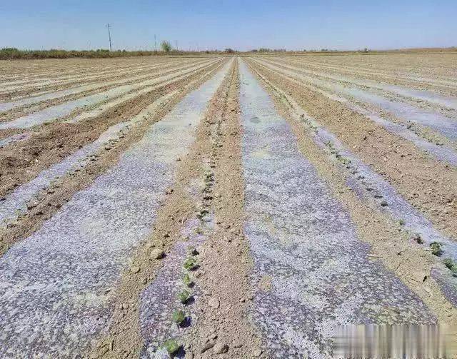 Technology for cotton cultivation