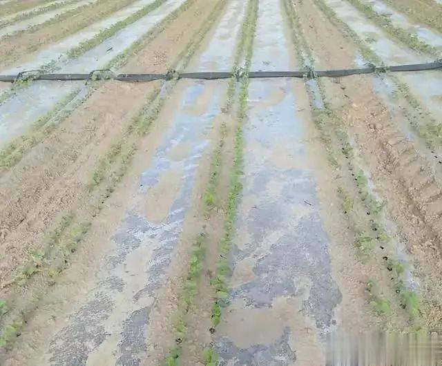 Technology for cotton cultivation