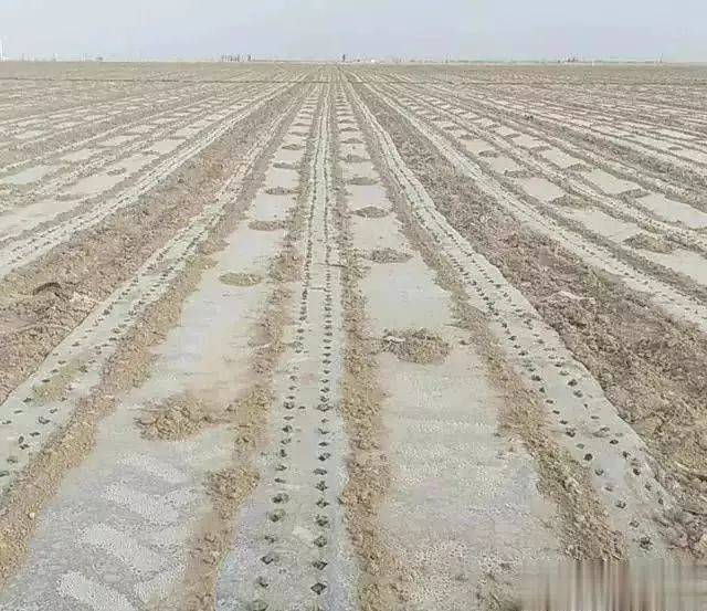 Technology for cotton cultivation