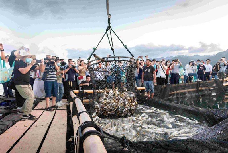 The price of a box of big yellow fish from fujianiningd cai