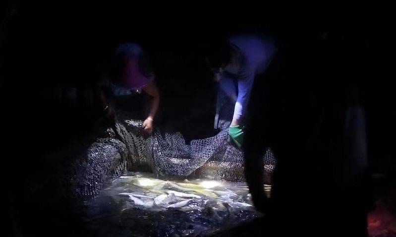 The price of a box of big yellow fish from fujianiningd cai