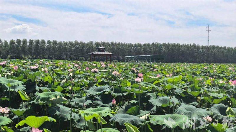 A map of the way the lotus grow