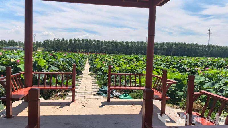 A map of the way the lotus grow
