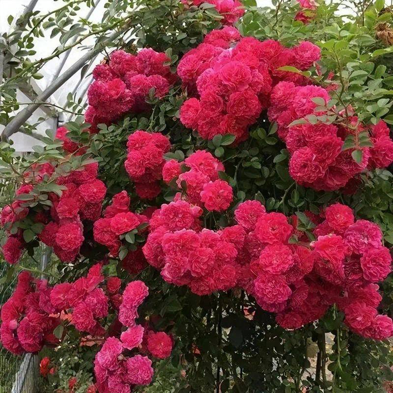 Fujimoto's method of cultivation