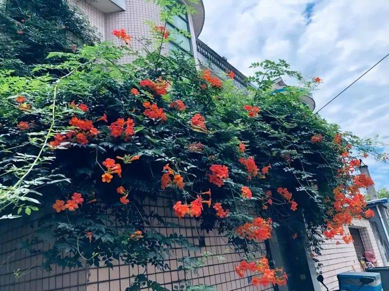 Fujimoto's method of cultivation