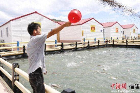 The price of a box of big yellow fish from fujianiningd cai