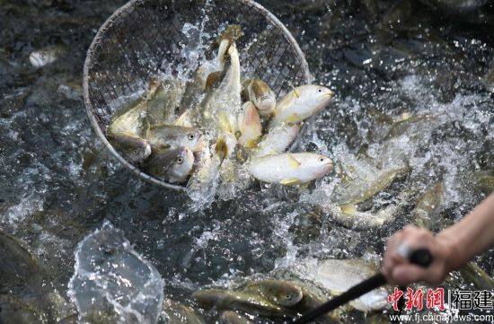 The price of a box of big yellow fish from fujianiningd cai