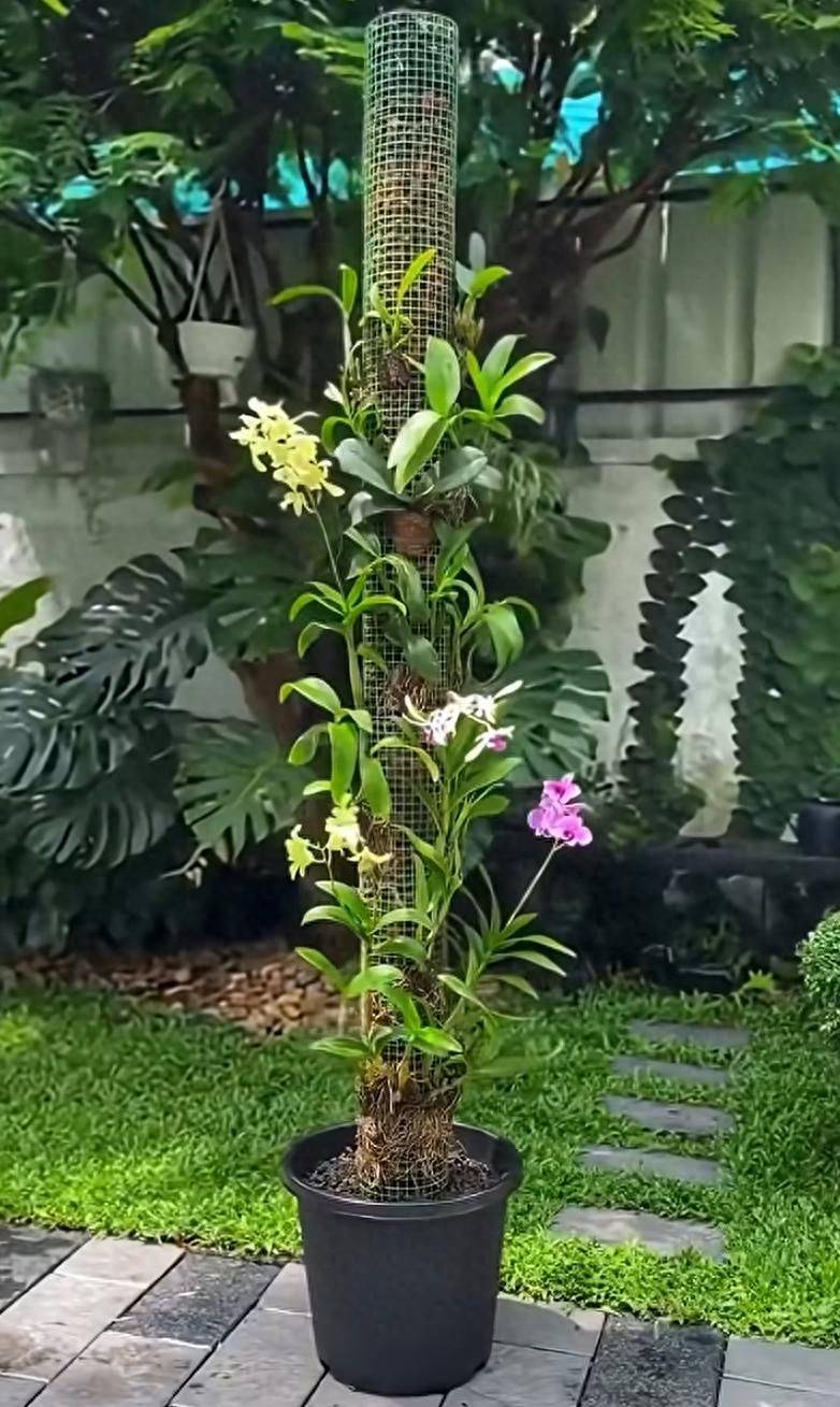 Pyrestone pelvis cultivation methods