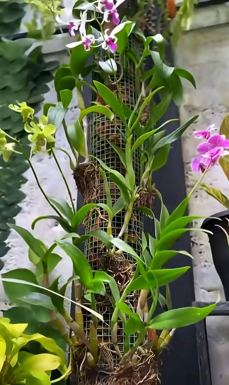 Pyrestone pelvis cultivation methods