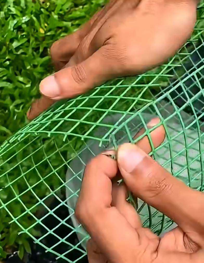 Pyrestone pelvis cultivation methods