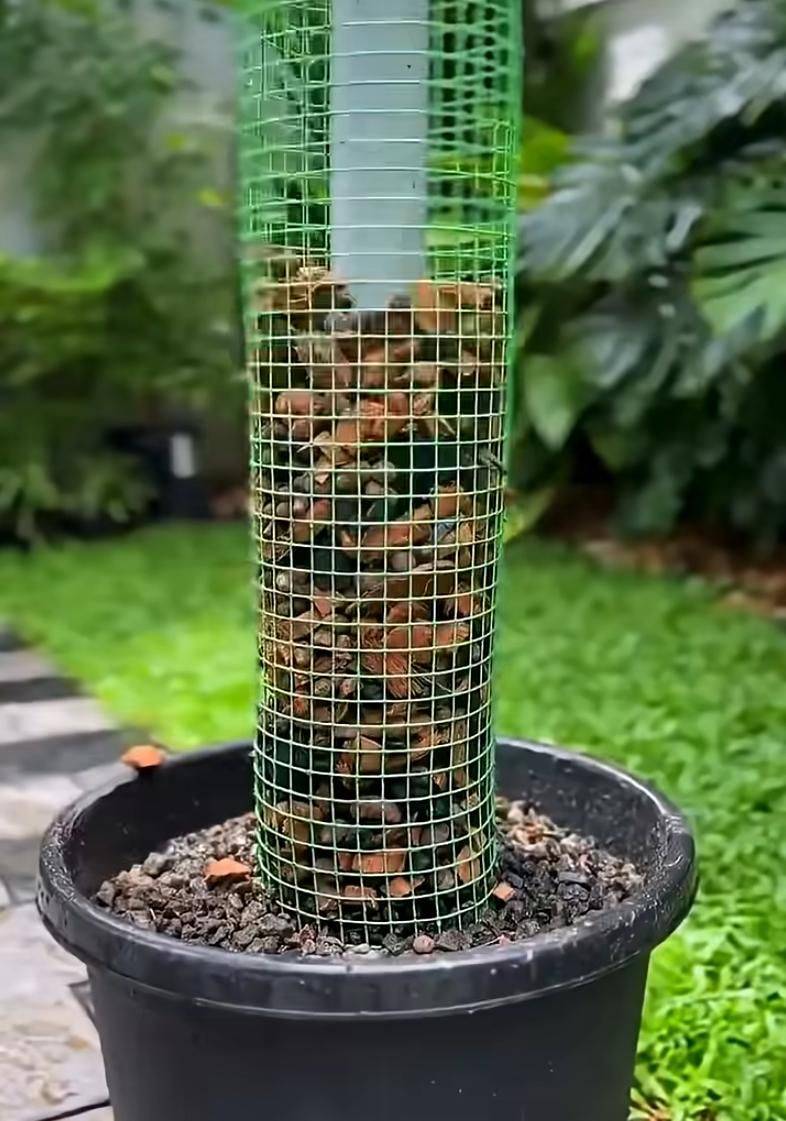 Pyrestone pelvis cultivation methods