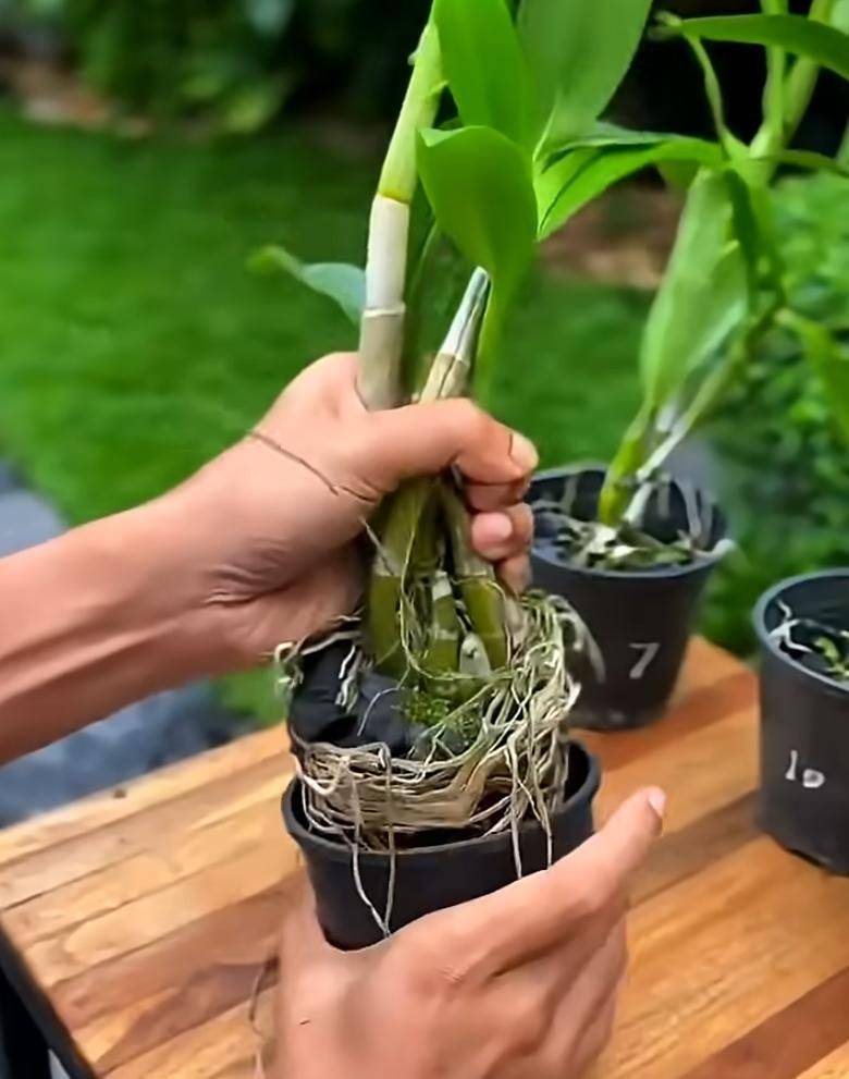 Pyrestone pelvis cultivation methods