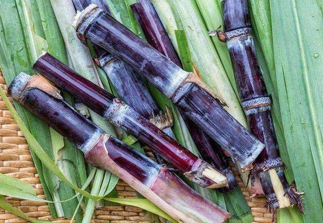 Sugar cane cultivation methods and times