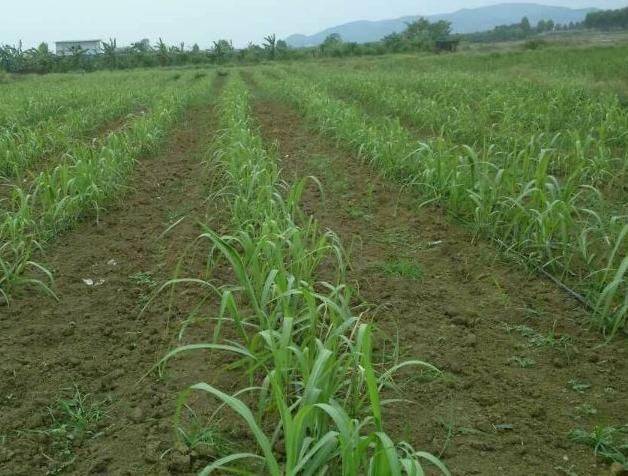 Sugar cane cultivation methods and times
