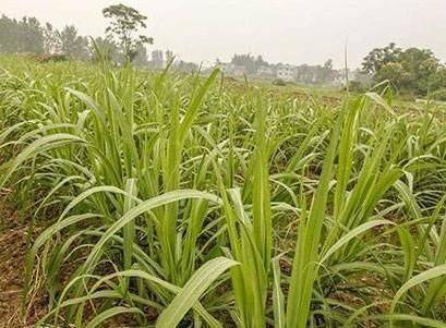 Sugar cane cultivation methods and times