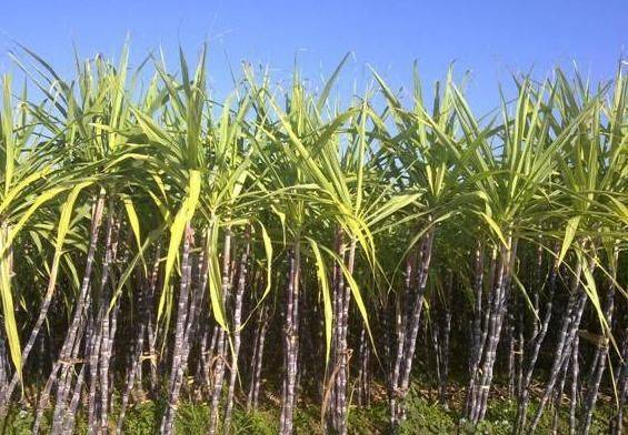 Sugar cane cultivation methods and times