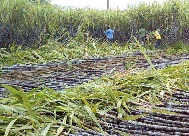 Sugar cane cultivation methods and times