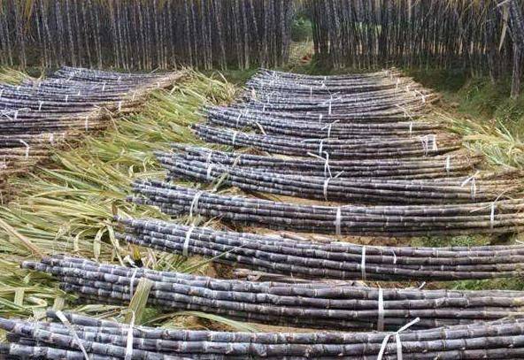 Sugar cane cultivation methods and times
