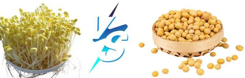 How do you grow soybeans