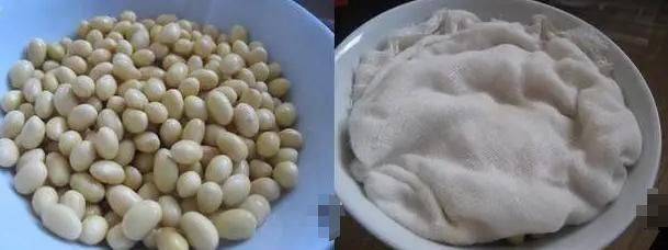 How do you grow soybeans