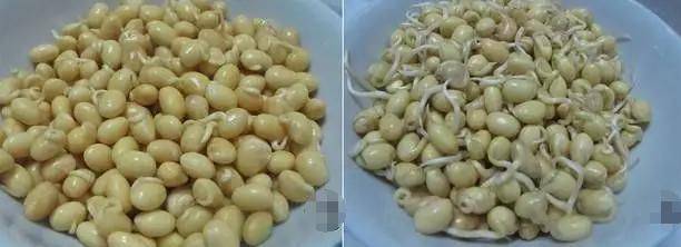 How do you grow soybeans