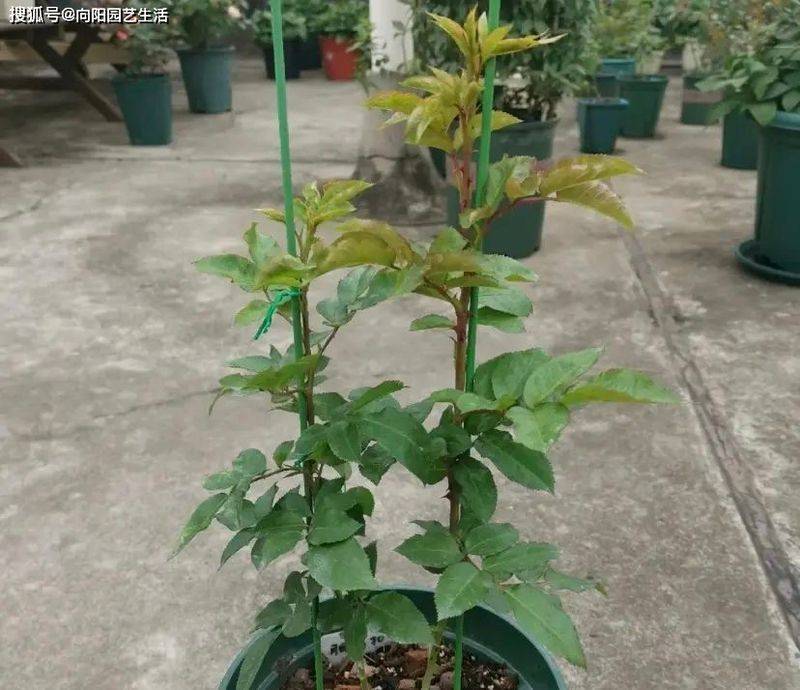 Fujimoto's method of cultivation