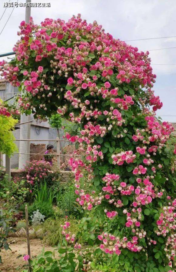 Fujimoto's method of cultivation