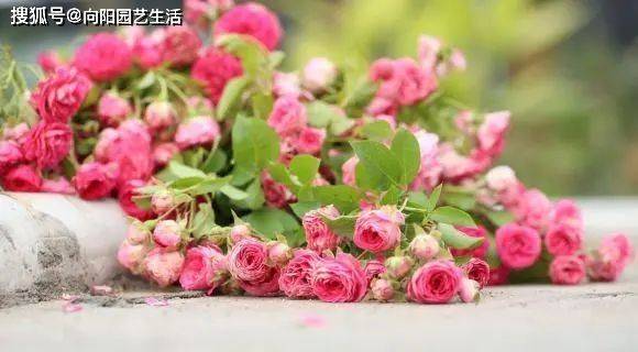Fujimoto's method of cultivation