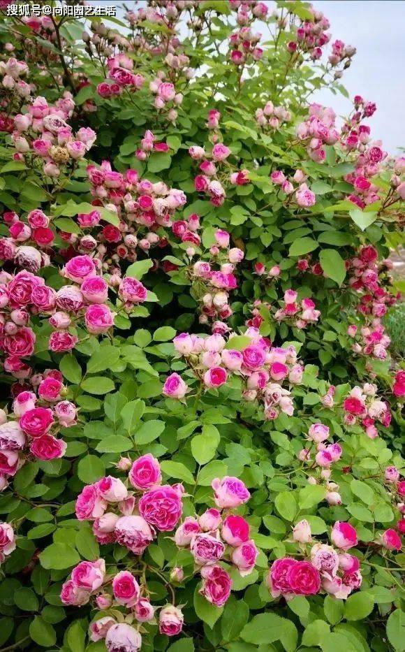 Fujimoto's method of cultivation