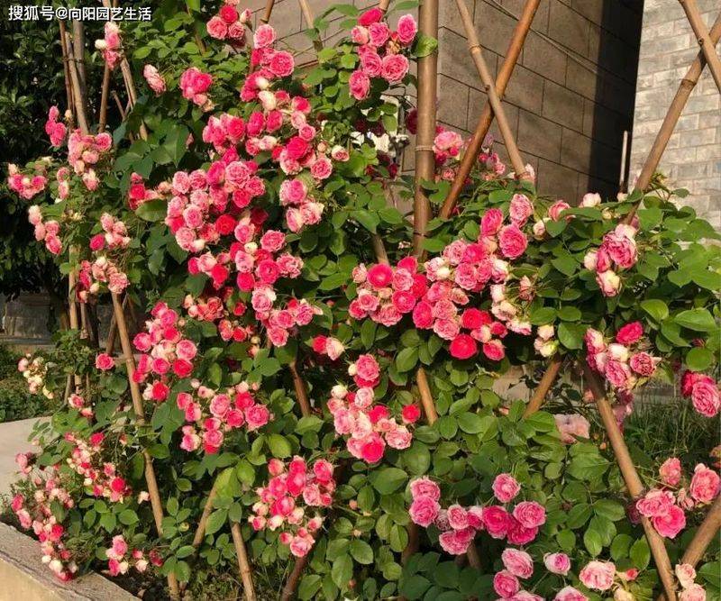 Fujimoto's method of cultivation