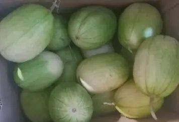 Cucumber cultivation techniques