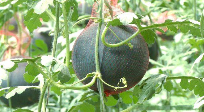 Cucumber cultivation techniques