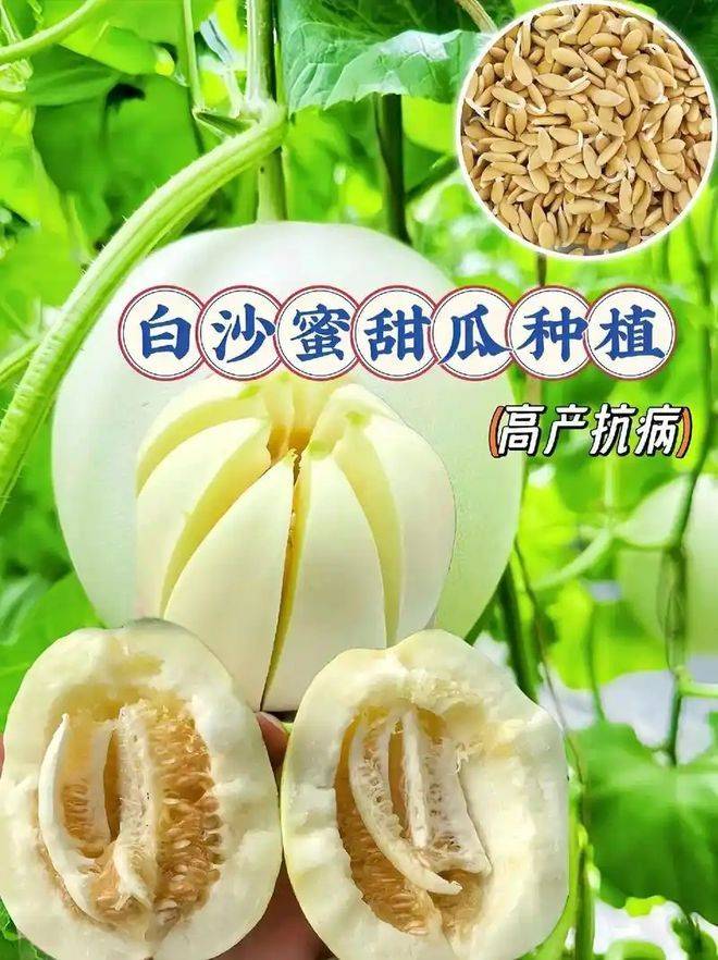 Cucumber cultivation techniques