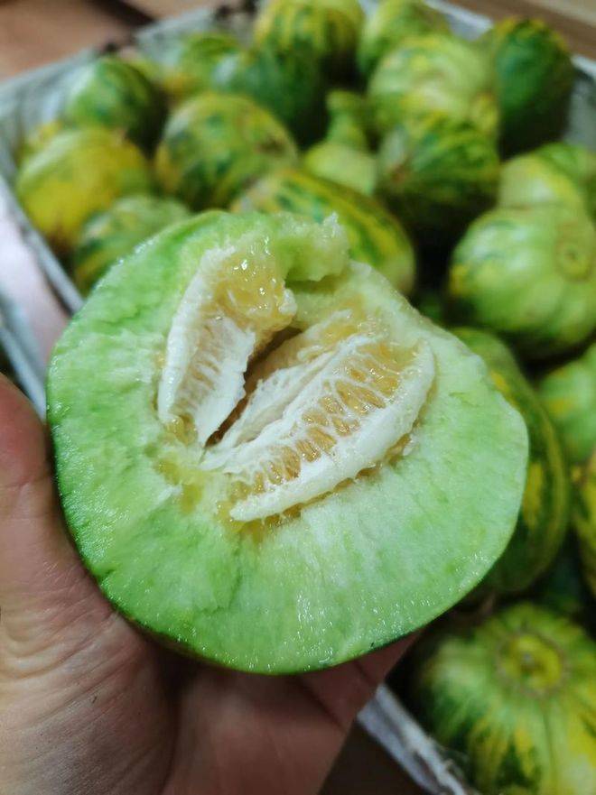Cucumber cultivation techniques